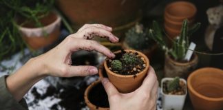 Domowe hobby dla młodych