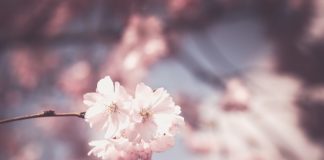 Ogród- jak dbać o rośliny