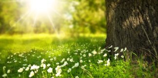 Jakie kwiaty mogą stać obok telewizora?