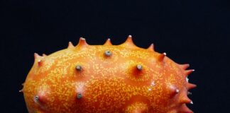 Ile może leżeć Ogórek w akwarium?