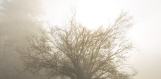 Co posadzić w cienistym miejscu?