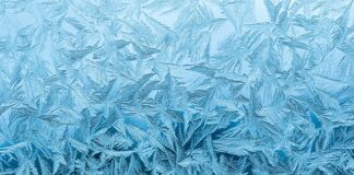 Czy pory i selery boją się mrozu?