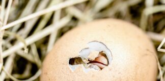 Co się stanie jak zje się skorupki jajek?