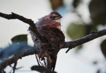 Jakie napięcie w gnieździe zapalniczki?