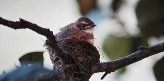 Jakie napięcie w gnieździe zapalniczki?