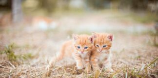 Do czego stosuje się smar silikonowy?