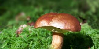 Jak wygląda podgrzybek trujący?
