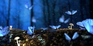 Jakie grzyby rosną pod brzozą?