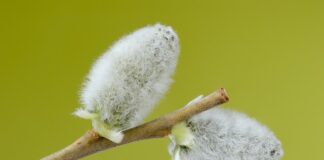 Jak wygląda kozia broda?