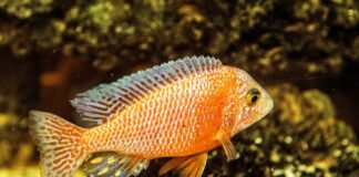 Czy pyszczaki mogą jeść Ochotkę?