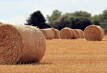 Jaka jest rola bezpiecznika?