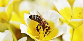 Jak zrobić jajecznicę Magdy Gessler?