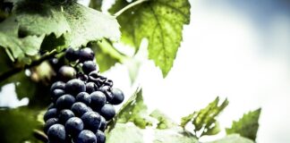 Jaka aplikacja do lokalizatora GPS?