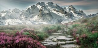 Na czym ułożyć kamienie w akwarium?