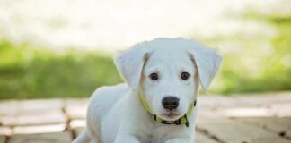 Jak samemu zrobić kołnierz dla psa?