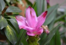 Kiedy nie można stosować kurkumy?