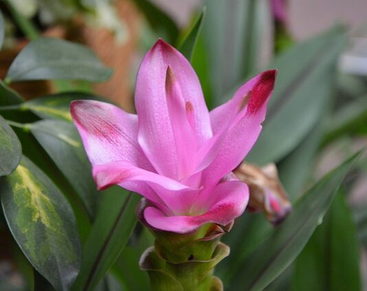 Kiedy nie można stosować kurkumy?