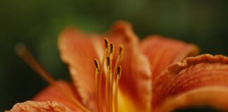 Ile jest odmian grzybów?