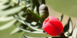 Co powoduje osłonka mielinowa?