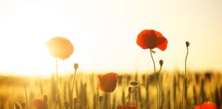 Czym się różni mąka razowa od graham?