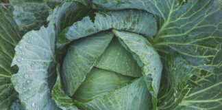 Czy jarmuż powoduje wzdęcia?