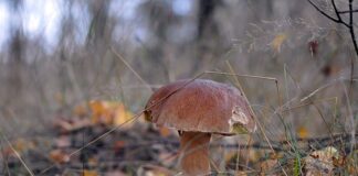 Jaki grzyb trujący jest podobny do prawdziwka?