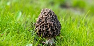 Jak odróżnić Smardza jadalnego od trującego?