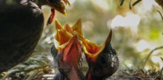 Czym karmić kury żeby się dobrze niosły?