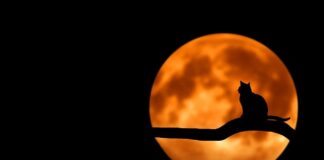 Czy kot wróci z daleka?