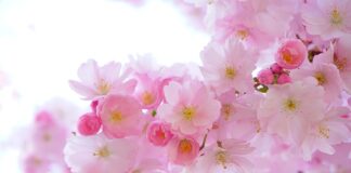 Jakie rośliny cieniolubne?