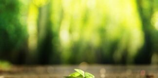 Jak znaleźć właściciela psa?