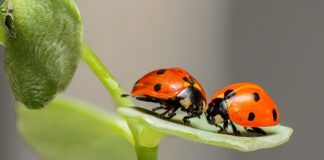 Jaka bułka z Biedronki najzdrowsza?
