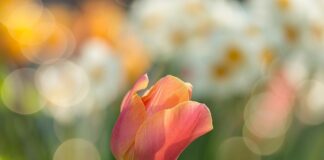 Co posadzić w ogrodzie w zacienionym miejscu?