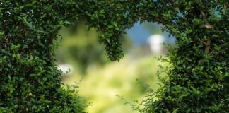 Ile kosztuje krzak jagody kamczackiej?