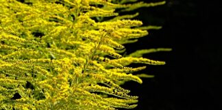 Co sadzić obok siebie?