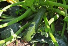 Czy jarzyny są zdrowe?