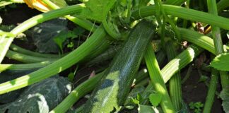 Czy jarzyny są zdrowe?