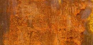 Co ma więcej żelaza szpinak czy jarmuż?