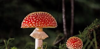 Jak sprawdzić grzyba czy jest jadalny?