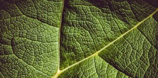 Czy rabarbar to owoc?