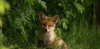 Jak długo ucierać żółtka z cukrem?