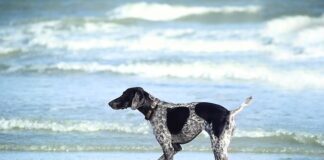 Jak długo moczyć jelita na kiełbasy?