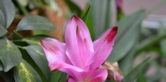 Ile kurkumy do kawy?