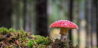 Jaki grzyb sinieje po zerwaniu?