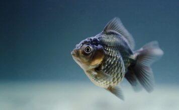 Ile rybek w akwarium 25 l?