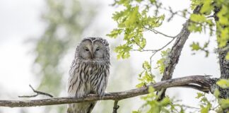 Ile aquafaby to jedno jajko?