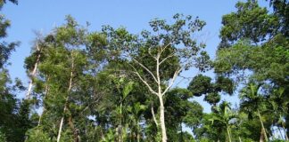 Co sadzić w zacienione miejsce?