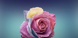 Czym się różni wkrętak PH od PZ?