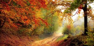 O jakiej porze dnia najlepiej jeść jabłka?