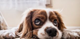 Co to jest czip dla psa?